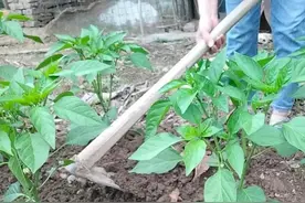 辣椒耐旱，你知道为什么吗？全是因为它的根上长有那些东西图片