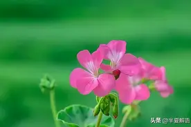 请护工照顾婆婆，丈夫姑姐骂不孝，妻子：护工取消，你们轮流尽孝图片