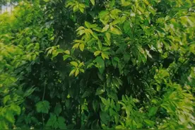 沃柑园结果树树冠管理图片