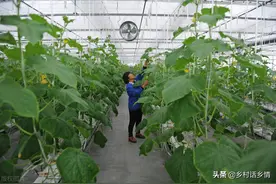 红糖和酵母才是种菜的好帮手，效果比多施肥还好使，很多人不懂图片