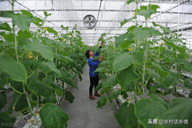 红糖和酵母才是种菜的好帮手，效果比多施肥还好使，很多人不懂