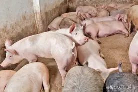 肥猪脱肛，母猪在临产前有脱阴现象，是什么原因？如何防治？图片