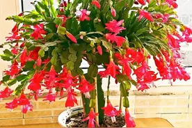 4种“漂亮花”，养室内也长势旺，一个劲开花，爱开花“优点多”图片