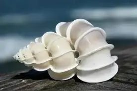 世界上最美的海螺大集合图片