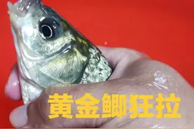 杭州萧山野钓黄金鲫暴口，大板鲫鱼连杆的钓点分享图片