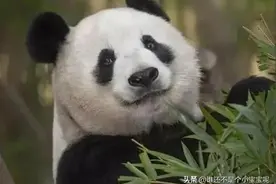每天认识一只大熊猫——白云，在美国打工23年，追咬饲养员致重伤图片