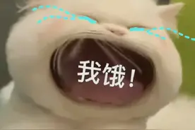 上海流浪猫入职咖啡店当起了“捕鼠探长”，网友：猫中卷王图片