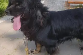 凶猛狗子的剪毛过程，看后绝对涨知识!图片