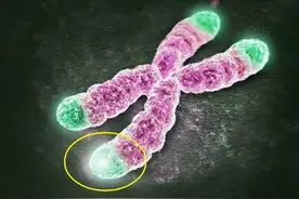 寿命的长短究竟是由什么决定的？解密“生命时钟”——端粒图片