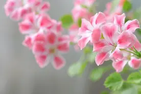 肚量很大，值得交朋友的生肖，从来不会跟朋友计较什么图片