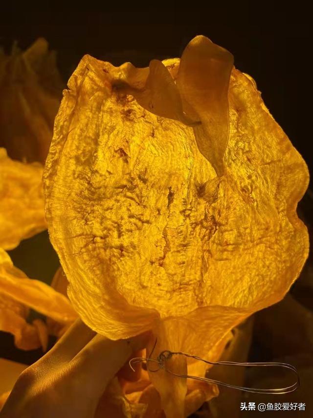 北海花胶种类图片 2026年北海花胶功效作用