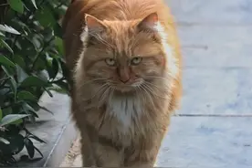 突然不想养猫了，怎么办？扔了呗，它不过就是一只猫而已图片