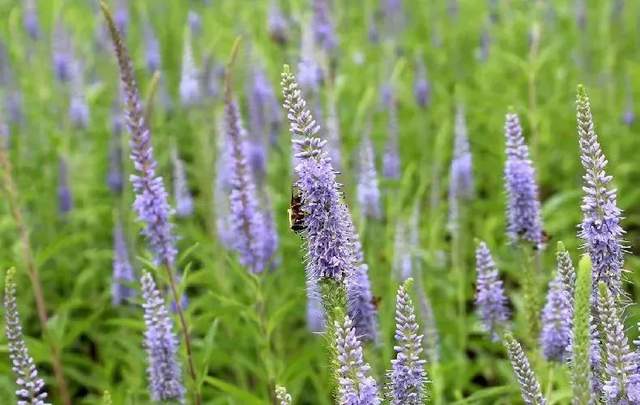 四川省民生研究会新媒体中心-官网