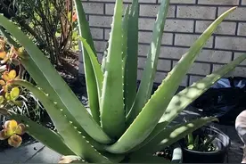 养芦荟有“3个”不能，爆出更多小崽，生长旺盛，繁茂养眼很壮实图片