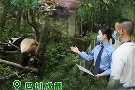 【海报】神奇生物在哪里图片