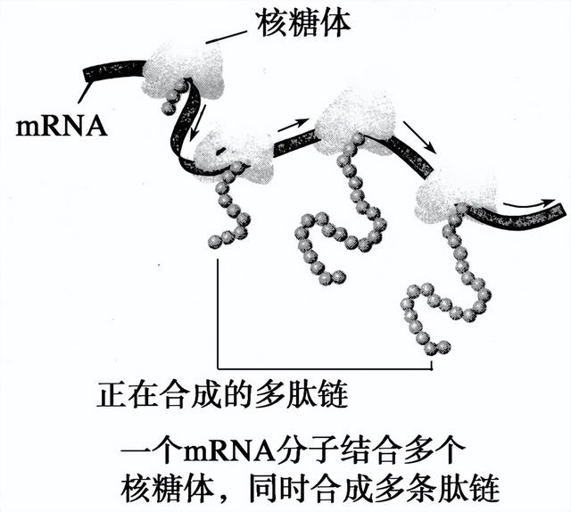 高中生物-基因的本质与表达