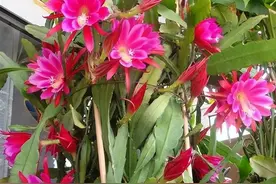 “令箭荷花”这样养，能开几个月，花很大很艳很华丽，一朵又一朵图片