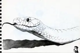 “杭州高温把蛇都热中暑了”！蛇为啥怕高温，夏季为何更易伤人？图片