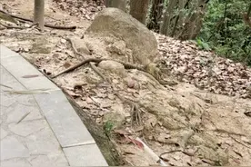 眼镜王蛇多次出现在绍兴县龙山上，最长的有2米，人还能上山吗？图片