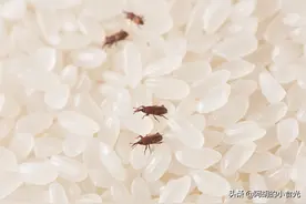 才知道，夏天保存大米这么简单！教你3个妙招，放一年也不会坏图片