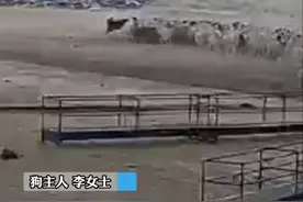 藏獒“变身”牧羊犬，狼入侵主人羊群，藏獒宝宝将其撵走图片