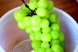 葡萄那些事儿 营养丰富、不用吐皮图片