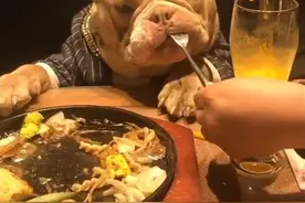 餐厅拒绝狗狗上桌吃饭，导致顾客发火，餐厅有权拒绝吗？图片