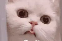 表情包｜你好gif图片