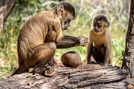 巴拿马白面卷尾猴，已经会使用“石器”，会步入“石器时代”吗？图片