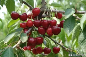 家里如何种植车厘子？图片