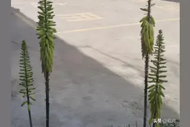 在南阳，你见过芦荟开花吗？图片