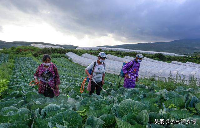这样发酵的肥料才是真正的好肥，防病虫害又增产，用效果说话