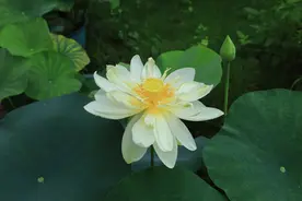 迎接未来理想的生活图片