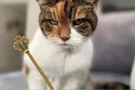 快来吸吸这只23岁的寿星猫，铲屎官：照顾长寿猫真的很简单图片