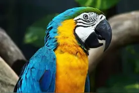 为什么鹦鹉会说话？图片