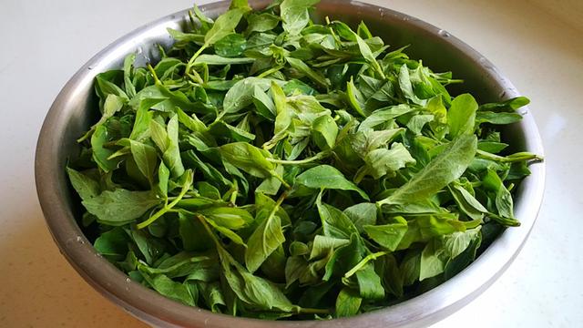 金银花的叶子功效与作用（金银花全身是宝）