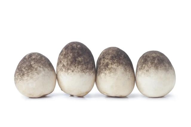 常见菌菇的区别（多到停不下来）