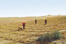 民勤：沙海变桑田图片