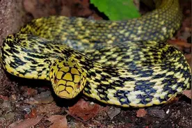 菜花蛇无毒，为什么是毒蛇克星？看它如何称霸蛇界图片