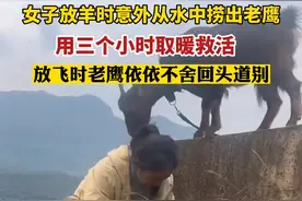 女子放羊时意外从水中捞出老鹰，用三个小时取暖救活，放飞时依依不舍回头道别图片