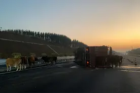 广西高速上运牛车侧翻 牛群受惊乱窜图片