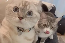 可爱情头丨猫猫狗狗情侣头像图片