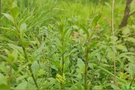 春天里，那些好吃的野菜——枸杞苗图片