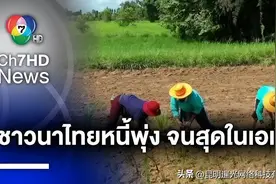泰国大米出口排名靠前 但农民在全亚洲最贫困图片