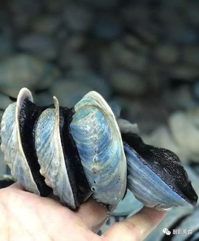 花胶选几级的 花胶等级顺序鱼胶排名大全
