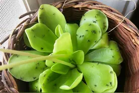 养花总生虫？6个“狠方法”，泡点“辣水”，一喷就管用图片