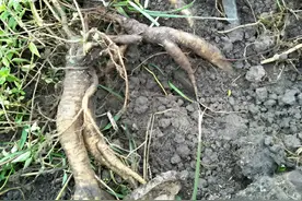 1种“祸害草”，农村农田里长满了，有着人参根，如今十分昂贵！图片