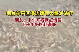 烟台牟平区海边惊现大量泸沽虾图片