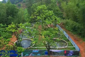 赞！山泉清水养鱼，乡村产业注入新活力！图片