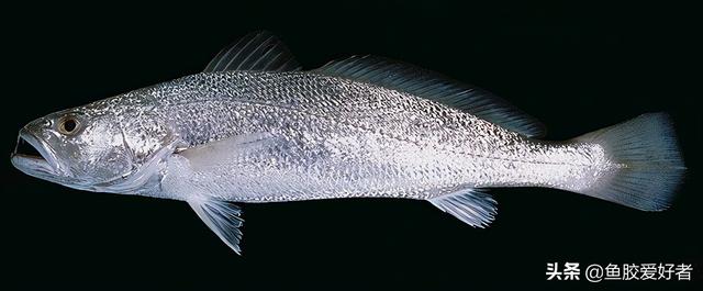 安南胶和北海胶哪个好 2026年安南胶和北海胶哪个好一点